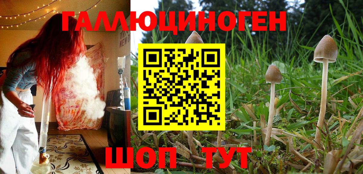 Псилоцибиновые грибы Psilocybine cubensis  Вход с VPN  Курчатов 